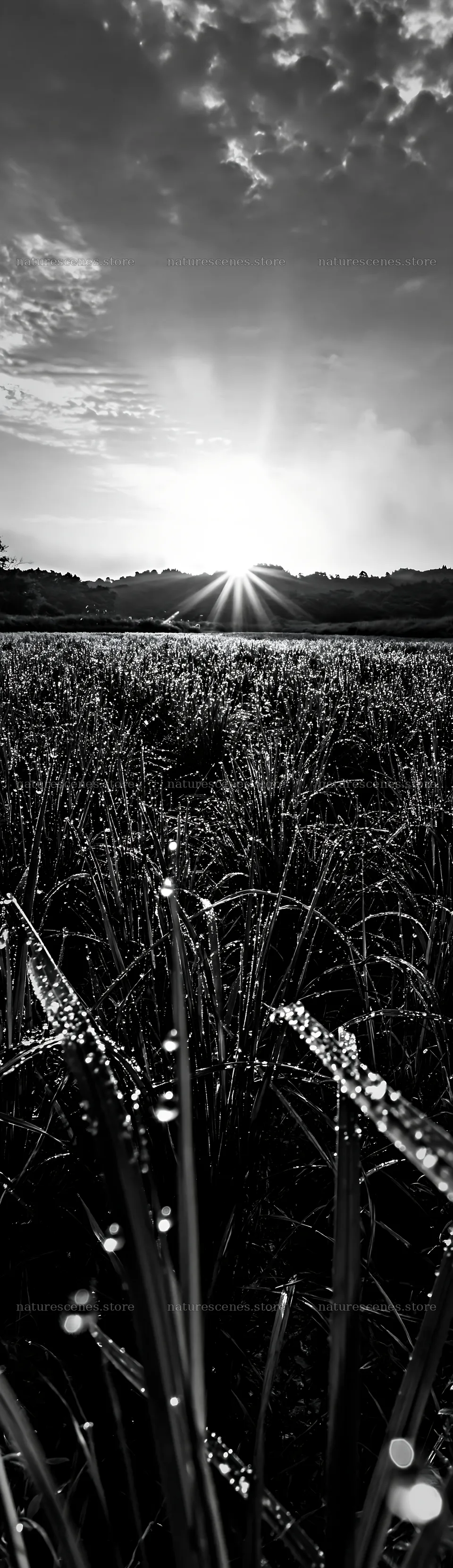 Miyazaki meadow at sunrise with dew covered sedges – nature scenes 4268x14762