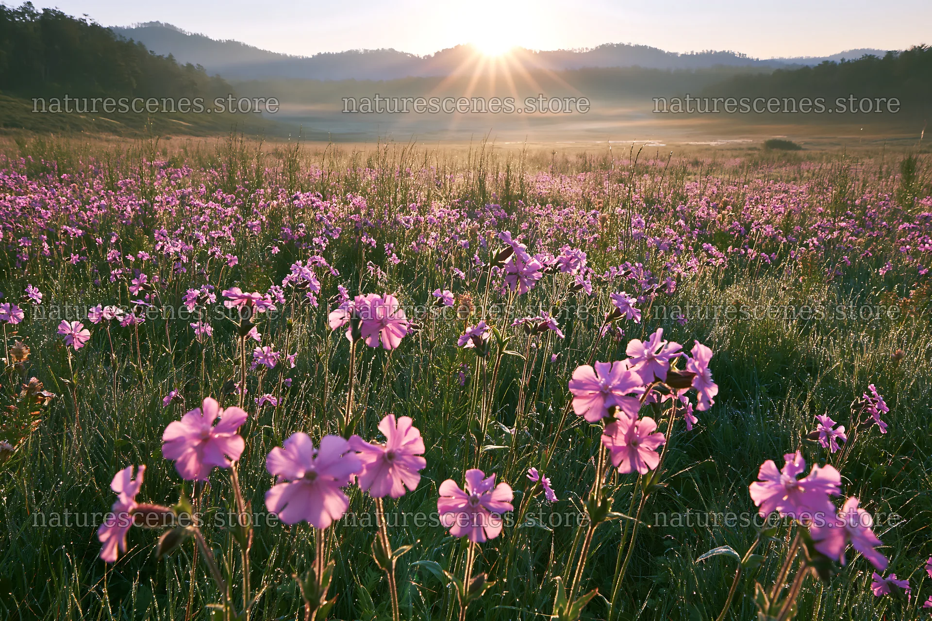 Pink campion meadow at sunrise with sunlight over mountains – nature scenes 9722x6480