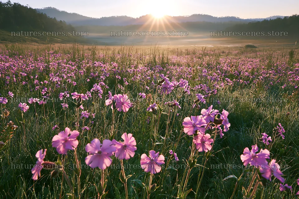 Pink campion meadow at sunrise with sunlight over mountains – nature scenes 9722x6480