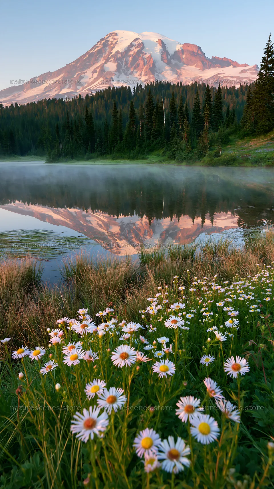 Mount Rainier wildflower meadow at sunrise with reflections – nature scenes 5938x10608