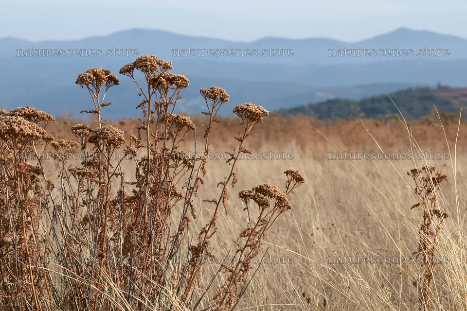 Yarrow meadow bloom with distant mountains in the background – nature scenes 9722x6480