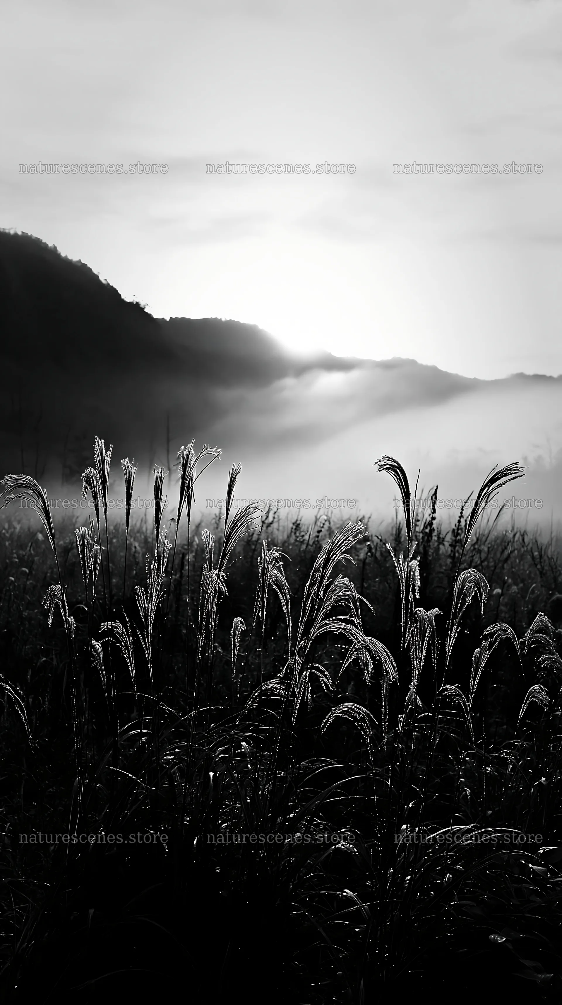 Climate-resilient Hokkaido silver grass meadow seedheads in mist – nature scenes 5938x10608