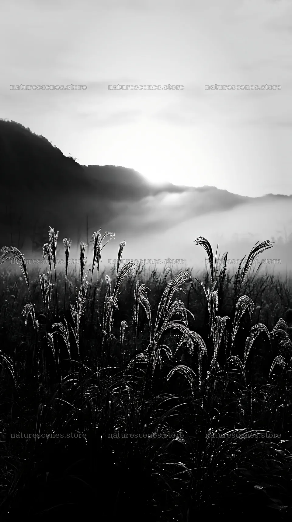 Climate-resilient Hokkaido silver grass meadow seedheads in mist – nature scenes 5938x10608