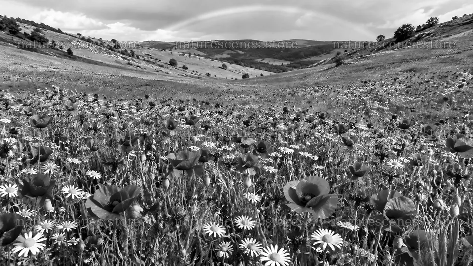 Black-and-White Wildflower Meadow in Rolling Hills – nature scenes 10324x5812