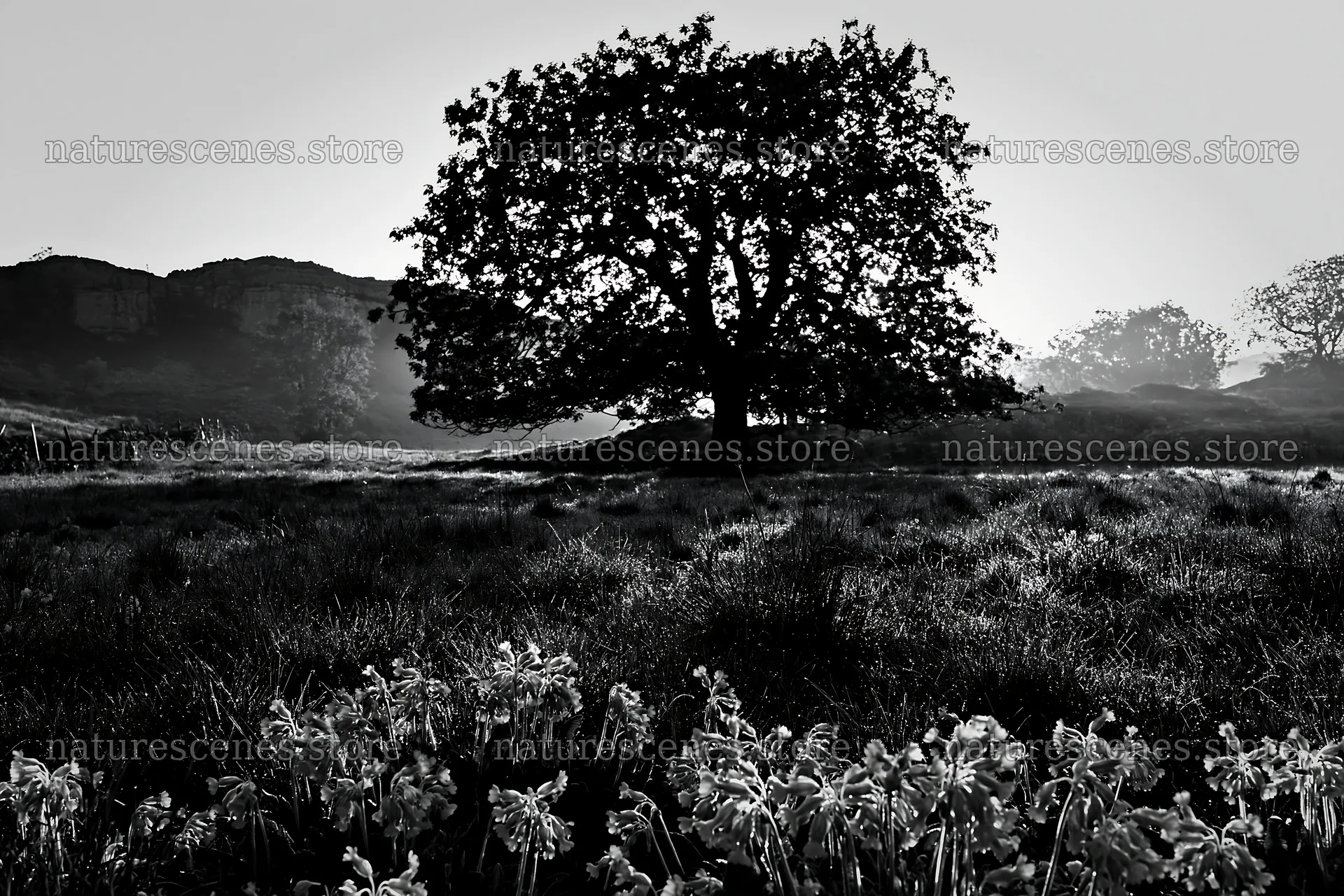 Silver dew meadow with tree silhouette and distant hills – nature scenes 9722x6480