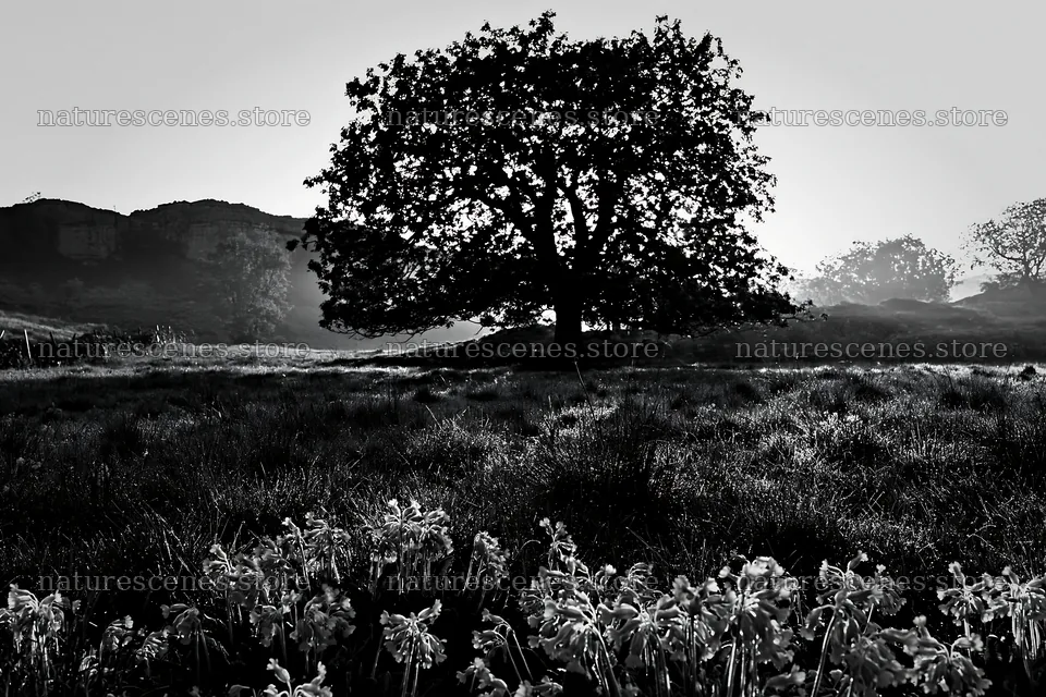 Silver dew meadow with tree silhouette and distant hills – nature scenes 9722x6480
