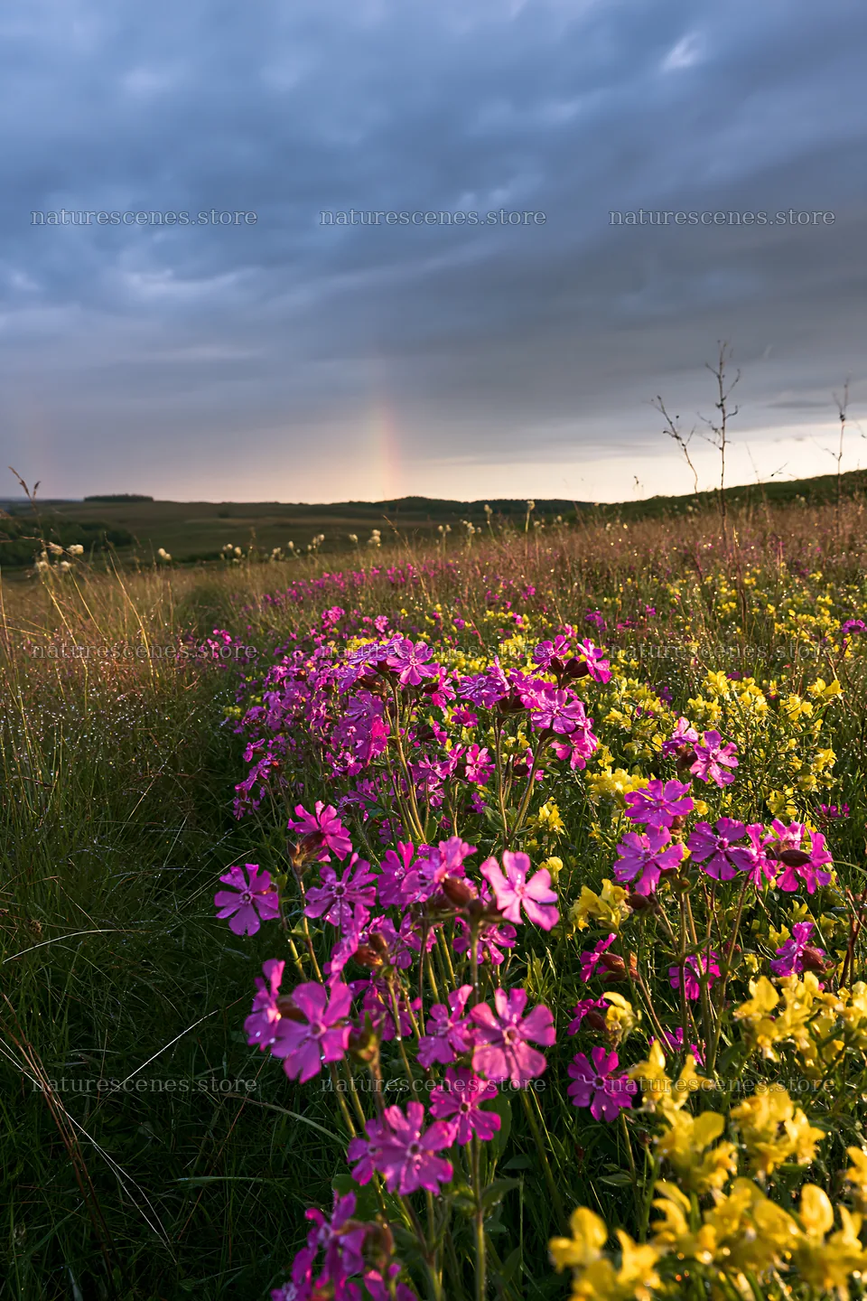 Meadow with campion flowers under cloudy sky at dusk – nature scenes 6480x9722