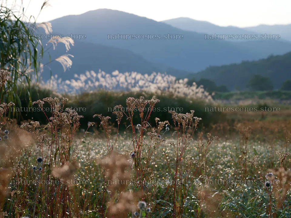 Niigata floodplain restoration meadow dew foreground – nature scenes 9174x6866