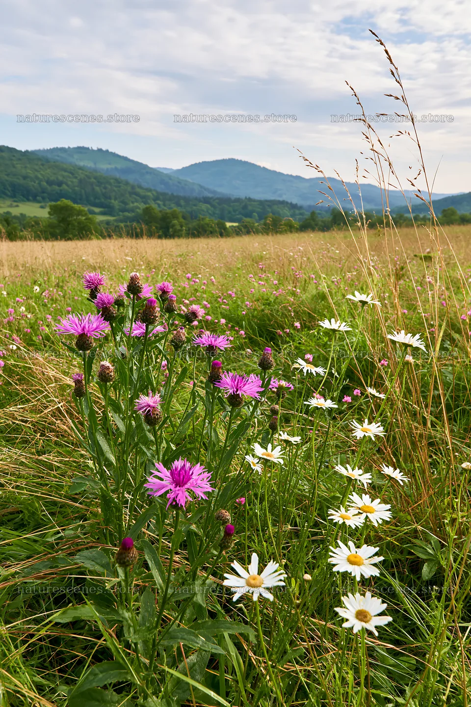 Flowers in a German foothill meadow during daylight – nature scenes 6480x9722
