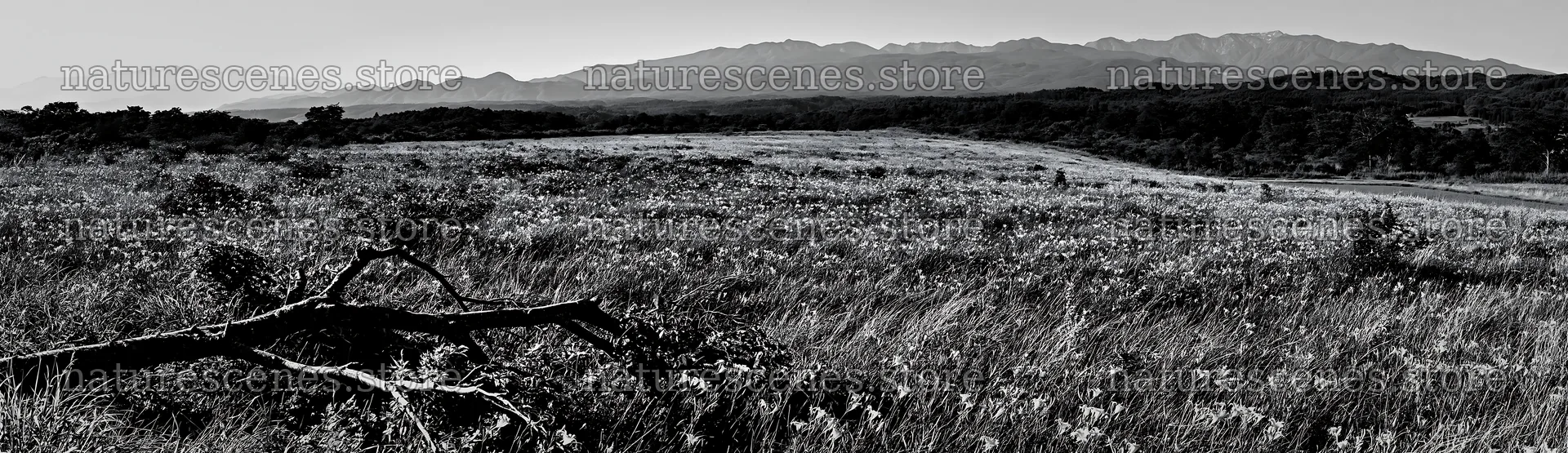 Yamagata rewilded meadow fallen branch foreground with mountains – nature scenes 14762x4268