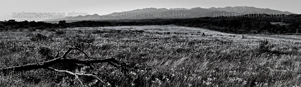 Yamagata rewilded meadow fallen branch foreground with mountains – nature scenes 14762x4268