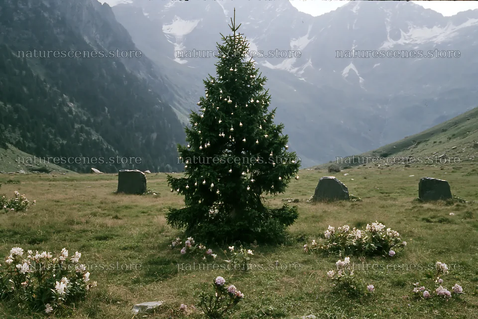 Christmas tree with baubles in mountain meadow – nature scenes 9722x6480