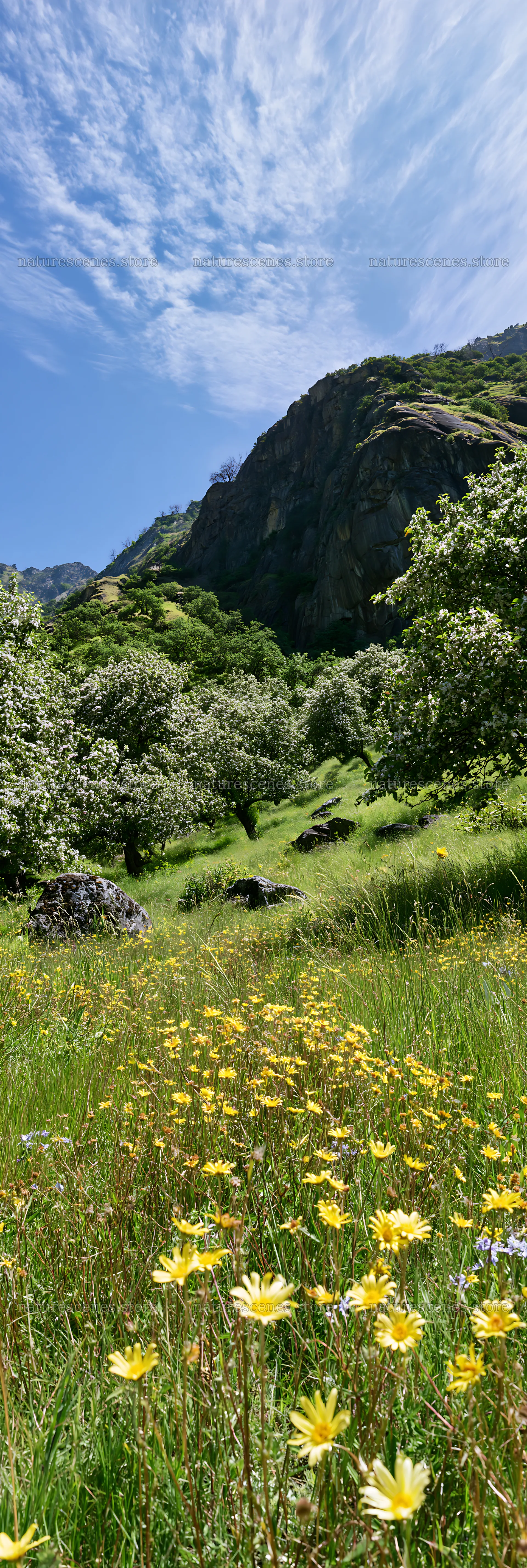 Valley apple meadow with flowers under a blue sky – nature scenes 4602x13690
