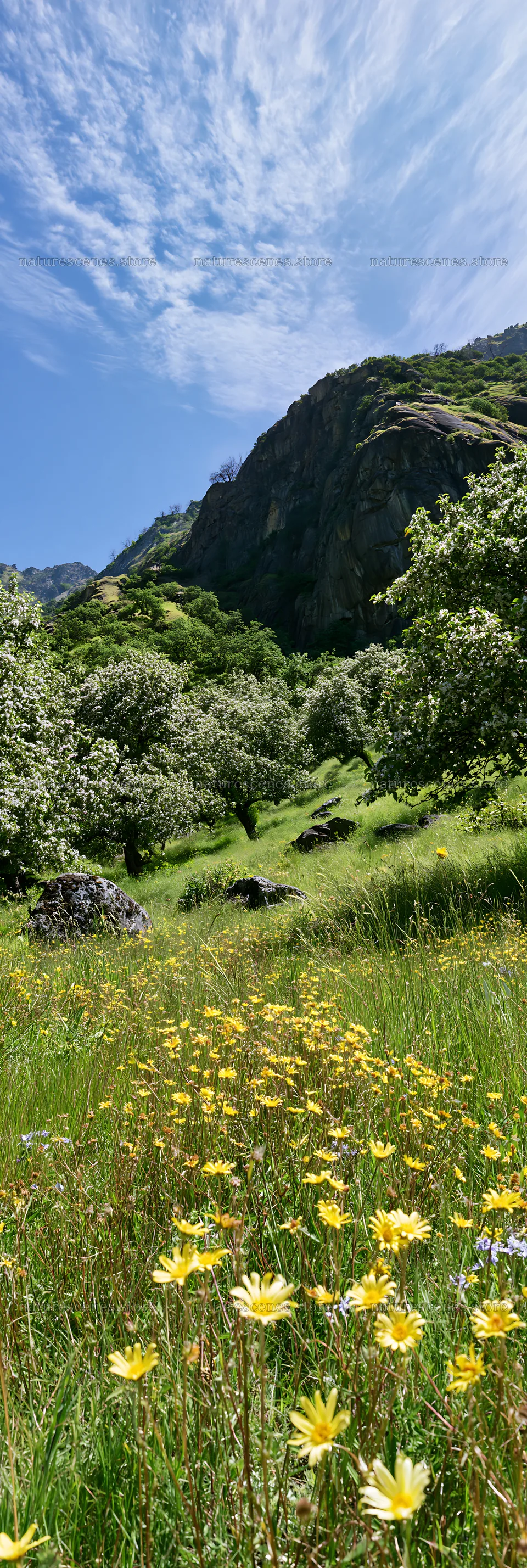 Valley apple meadow with flowers under a blue sky – nature scenes 4602x13690