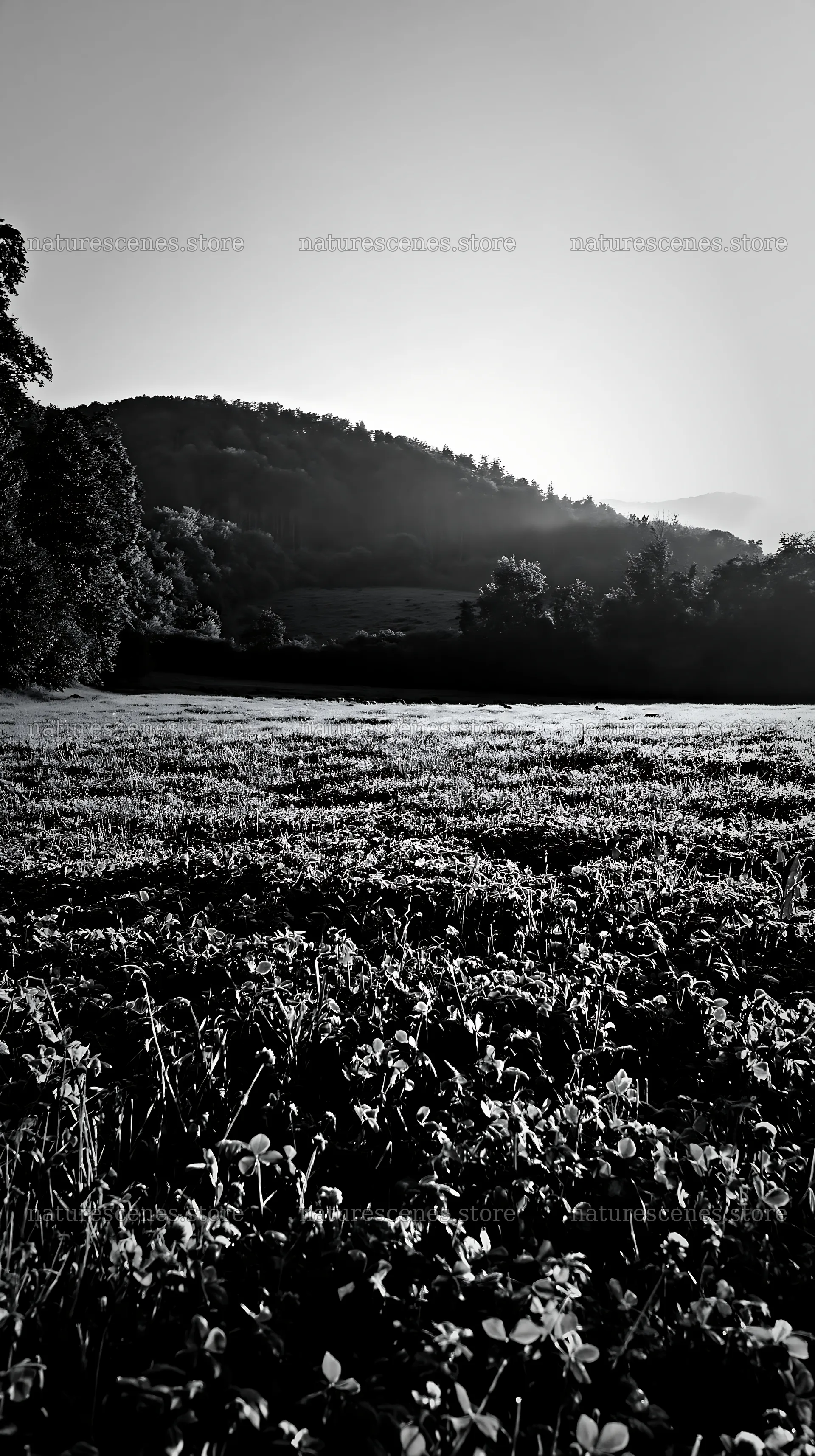 Clover meadow with dew at sunrise in a natural landscape – nature scenes 5938x10608