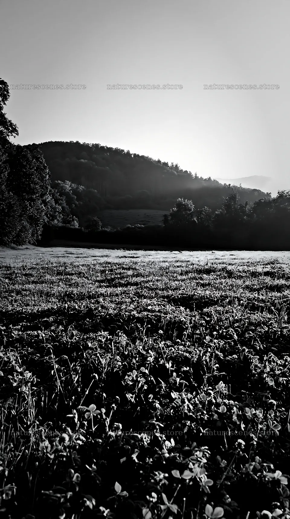 Clover meadow with dew at sunrise in a natural landscape – nature scenes 5938x10608