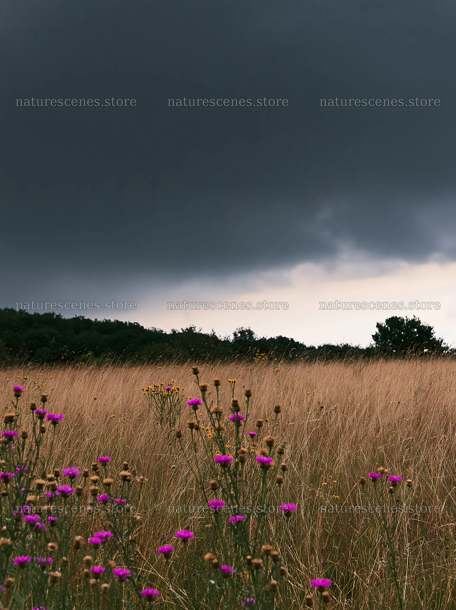 Knapweed blooms in a meadow under dark storm clouds – nature scenes 6866x9174