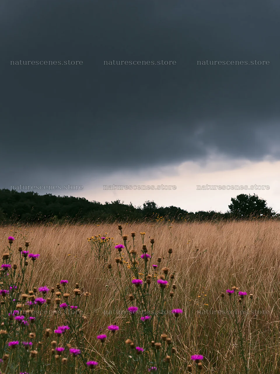 Knapweed blooms in a meadow under dark storm clouds – nature scenes 6866x9174