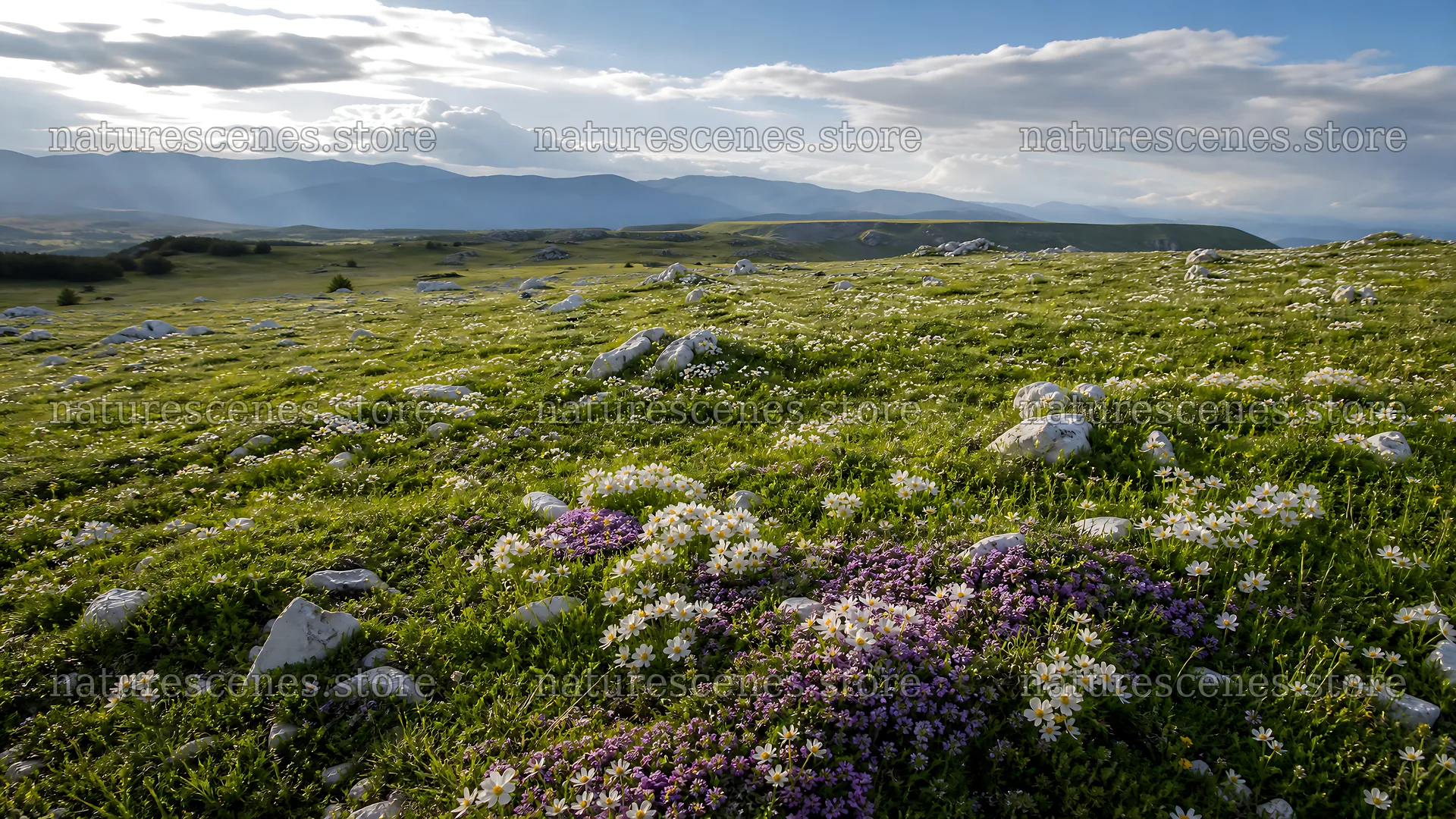 Sunny limestone meadow with distant mountains in the background – nature scenes 10584x5952