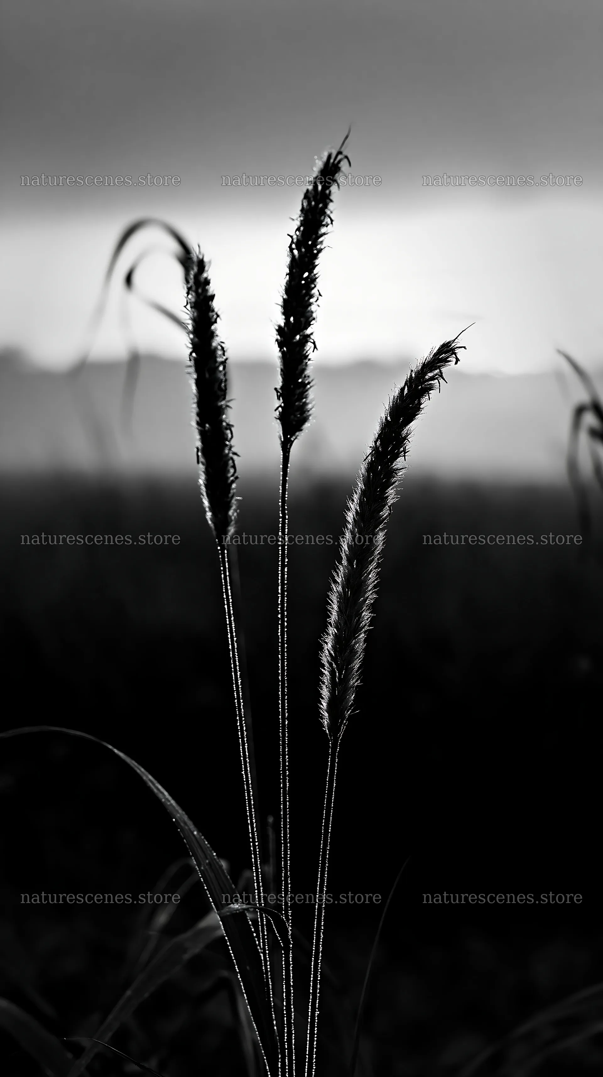 Miyazaki sunrise meadow with dew covered sedges – nature scenes 5938x10608