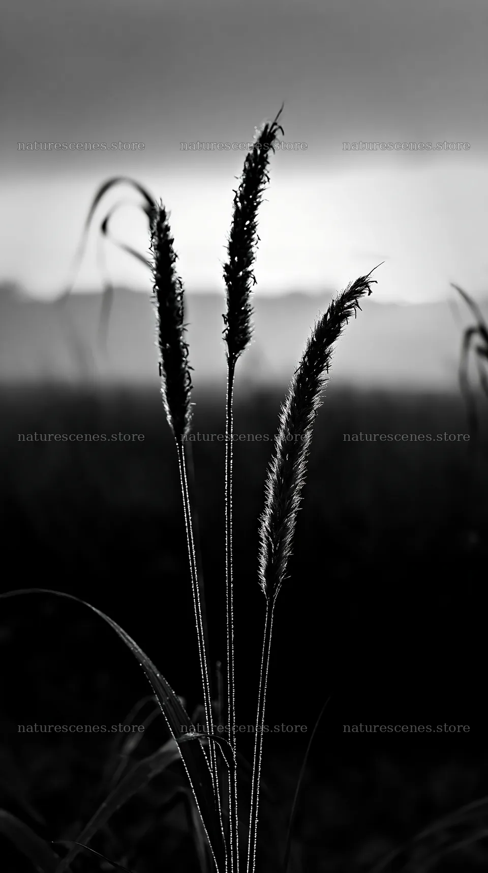 Miyazaki sunrise meadow with dew covered sedges – nature scenes 5938x10608