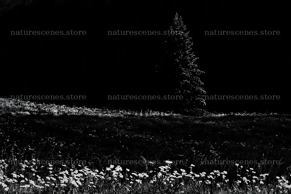 Christmas tree with lights in snowy mountain valley meadow – nature scenes 9722x6480