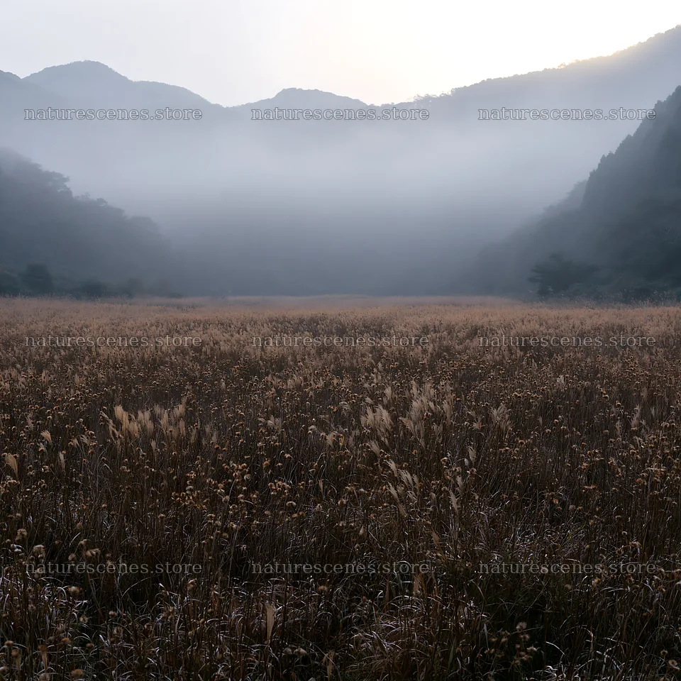 Ehime twilight meadow with dry seedheads – nature scenes 7938x7938