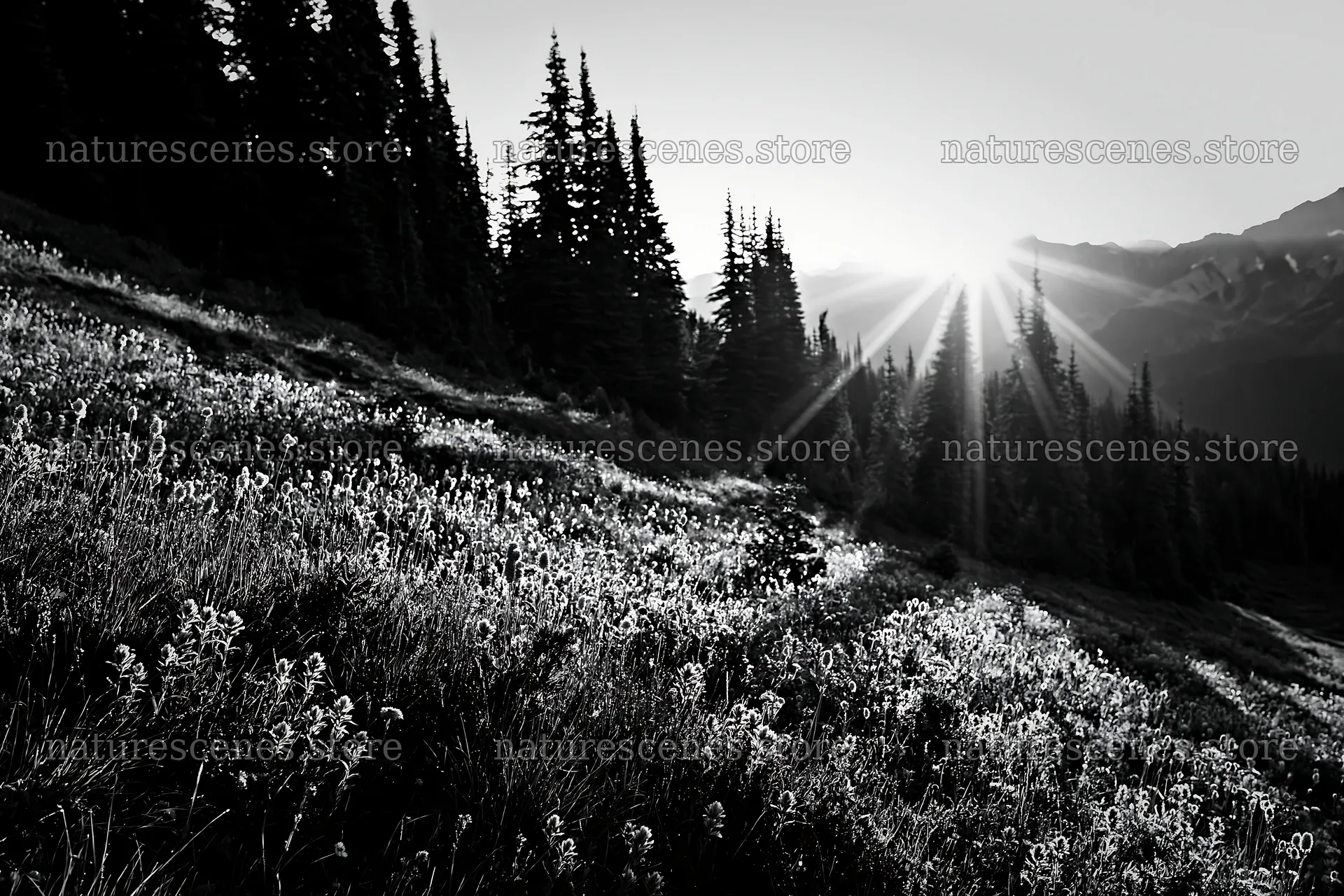 Mount Rainier wildflower meadow at sunrise – nature scenes 9722x6480