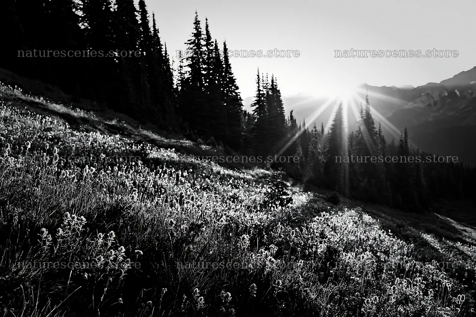 Mount Rainier wildflower meadow at sunrise – nature scenes 9722x6480