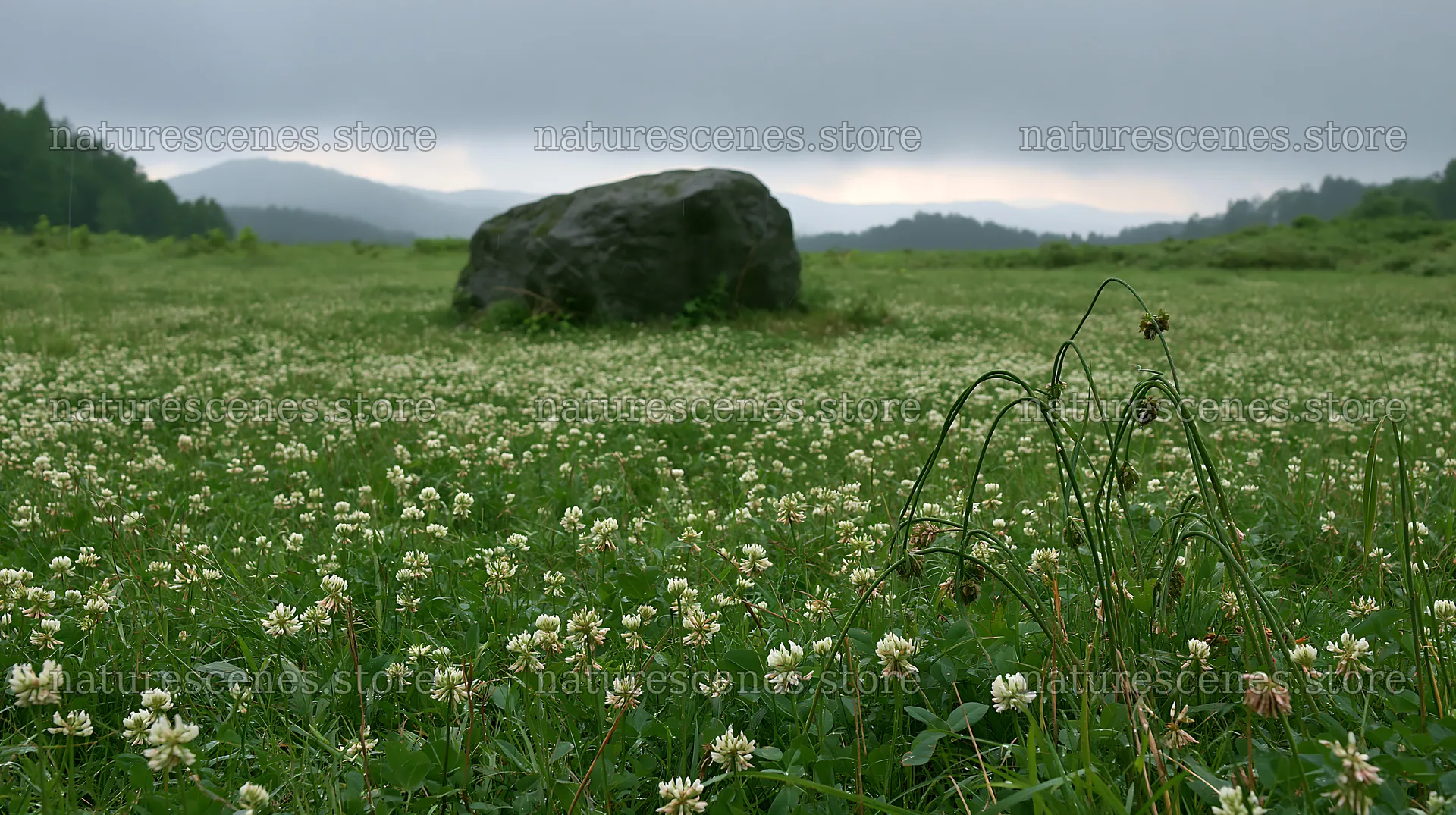 Drought resilient meadow with granite boulder in Nagano – nature scenes 10608x5938