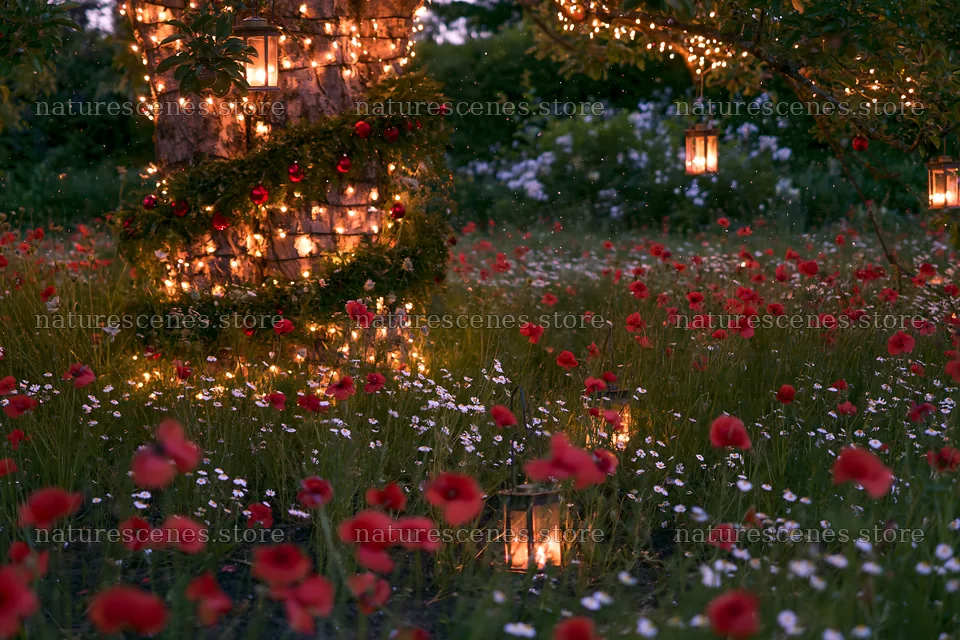 Christmas lanterns shine in an apple tree meadow – nature scenes 9722x6480