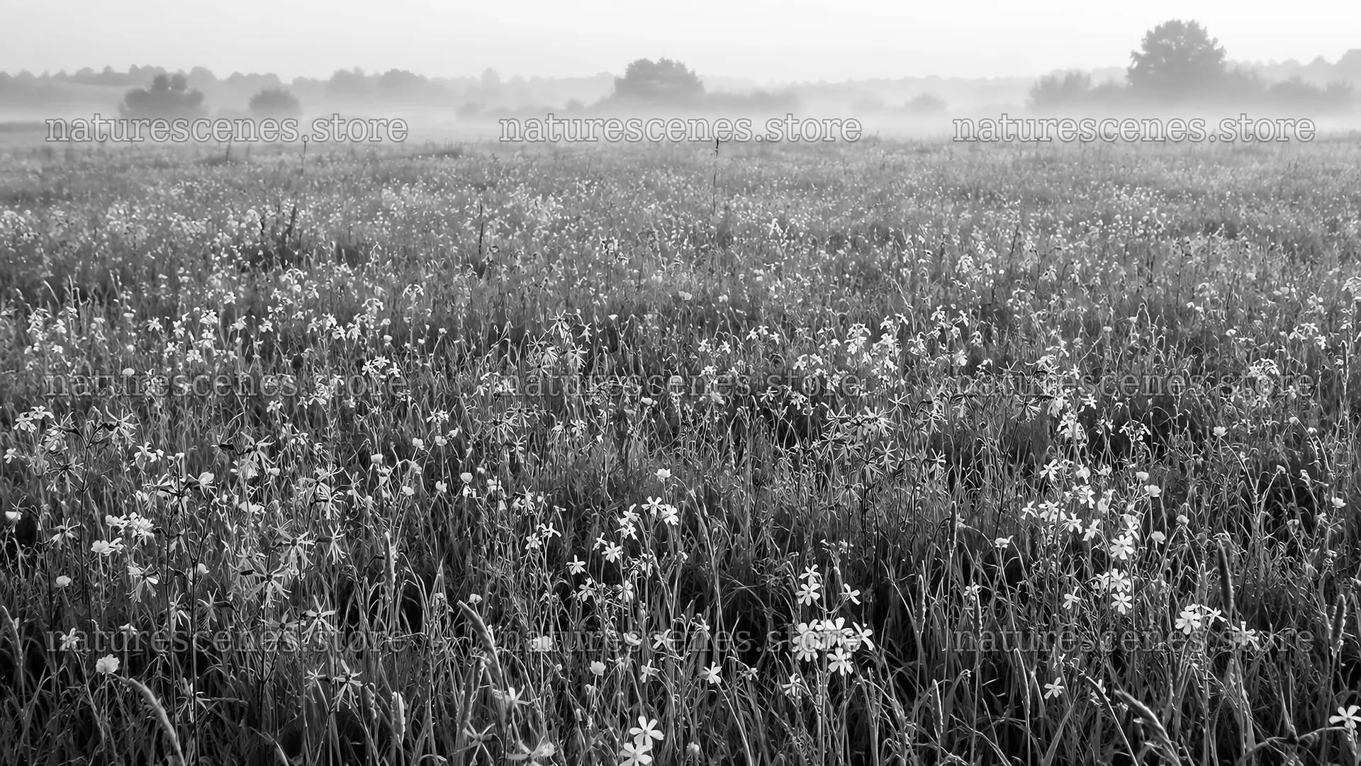 Wildflower Meadow in Morning Mist, Monochrome – nature scenes 10324x5812
