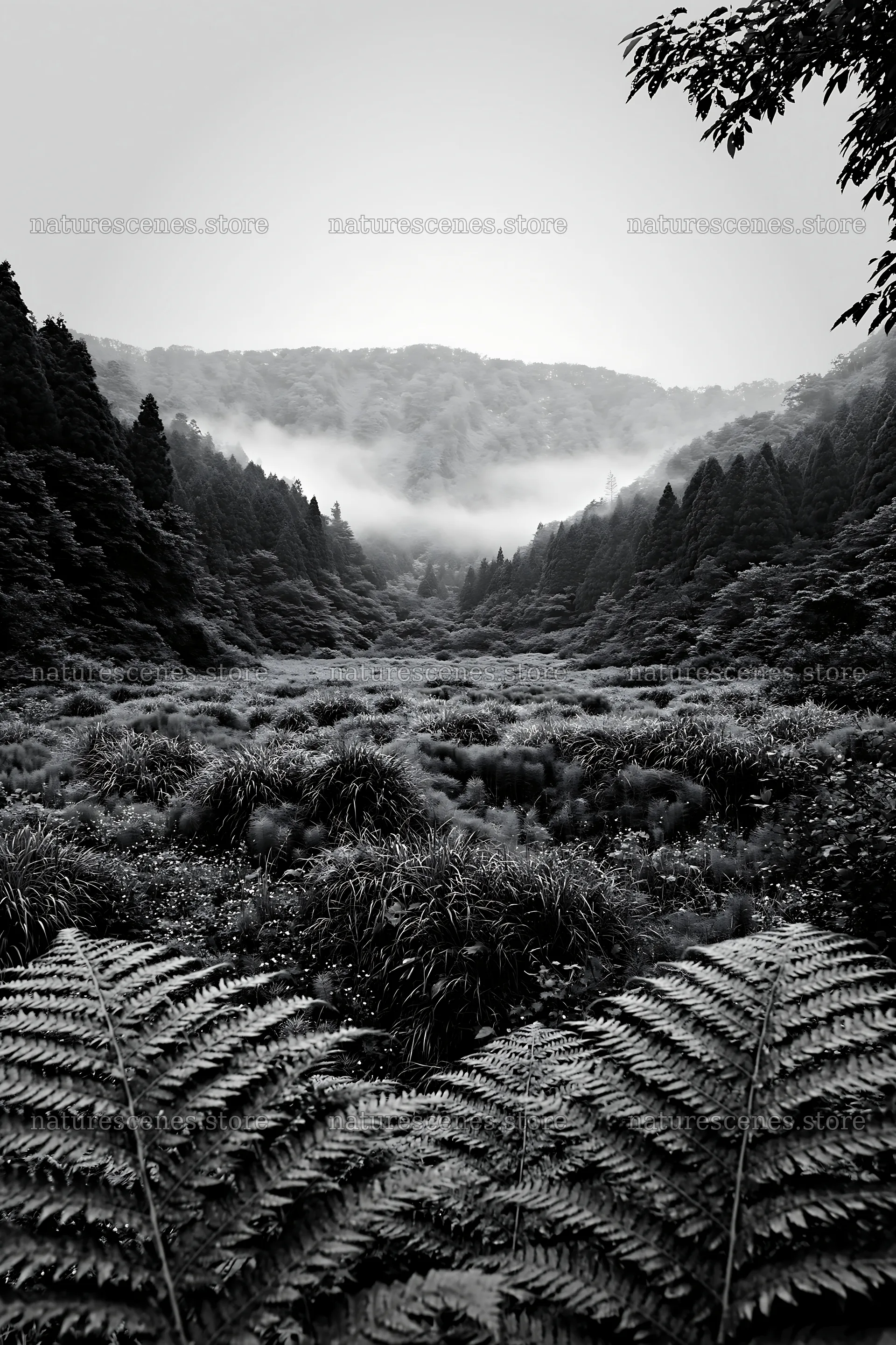 Mountain meadow with fern fronds in Tokushima – nature scenes 6480x9722