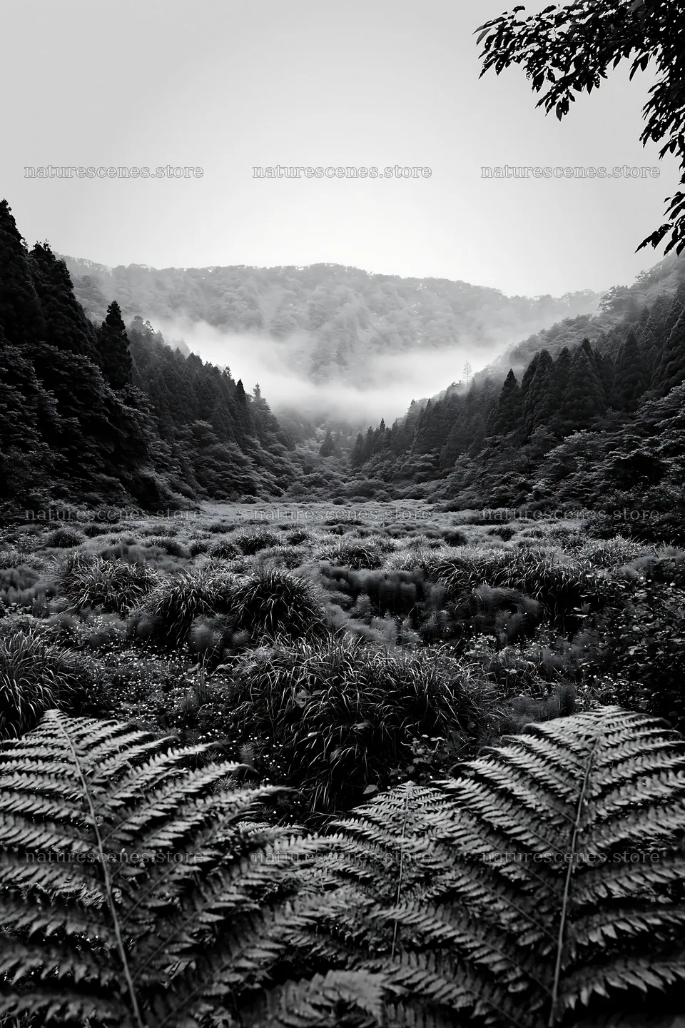 Mountain meadow with fern fronds in Tokushima – nature scenes 6480x9722
