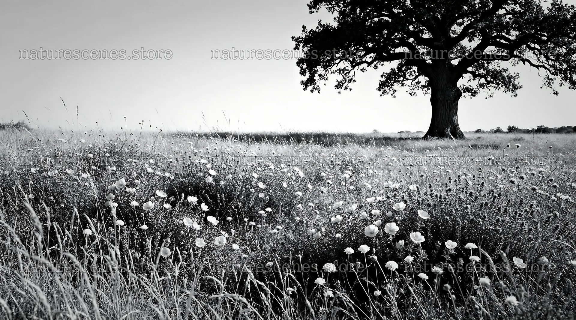 Sunny dry meadow with wildflowers and a large tree – nature scenes 10648x5916