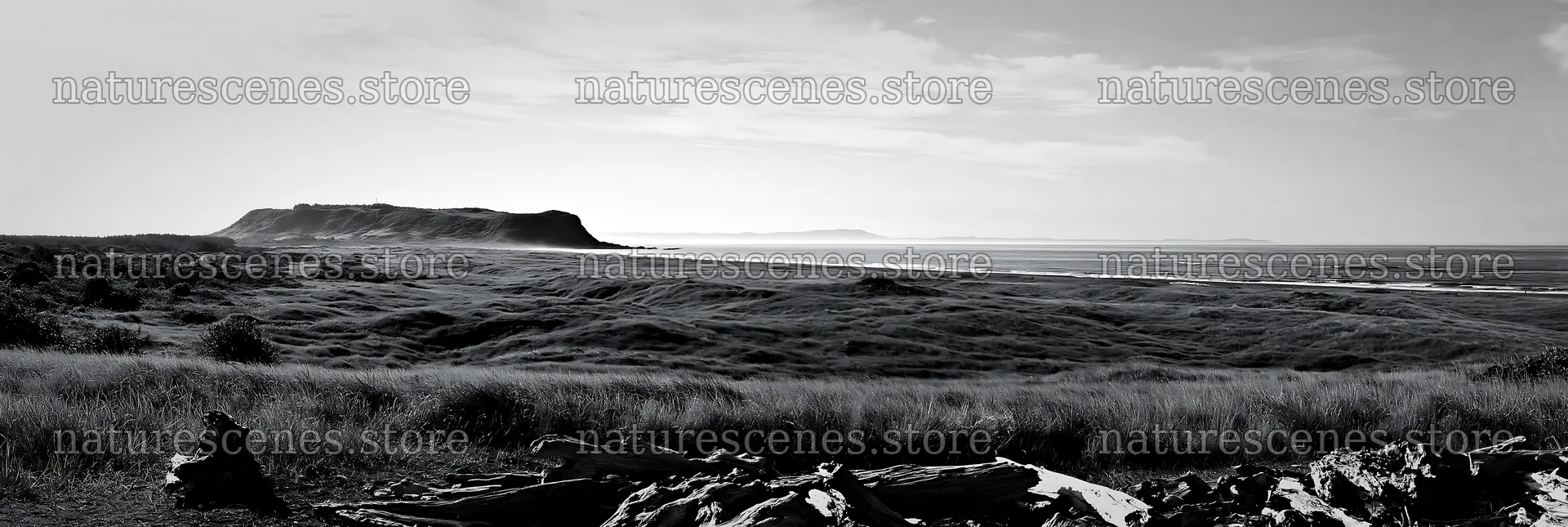 Chiba coastal climate meadow with driftwood in the foreground – nature scenes 13690x4602