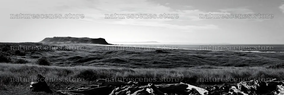 Chiba coastal climate meadow with driftwood in the foreground – nature scenes 13690x4602
