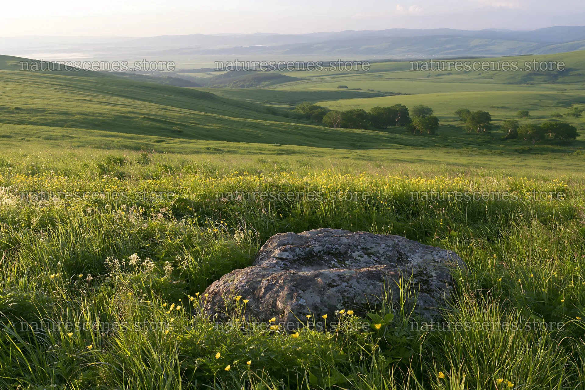 Aomori climate resilient meadow with boulder – nature scenes 9722x6480