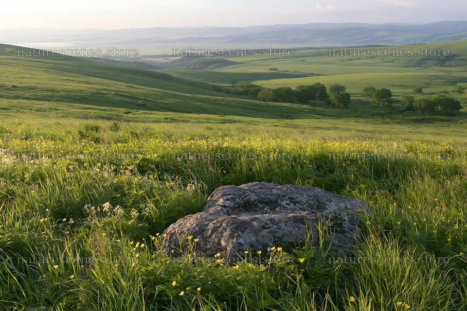Aomori climate resilient meadow with boulder – nature scenes 9722x6480