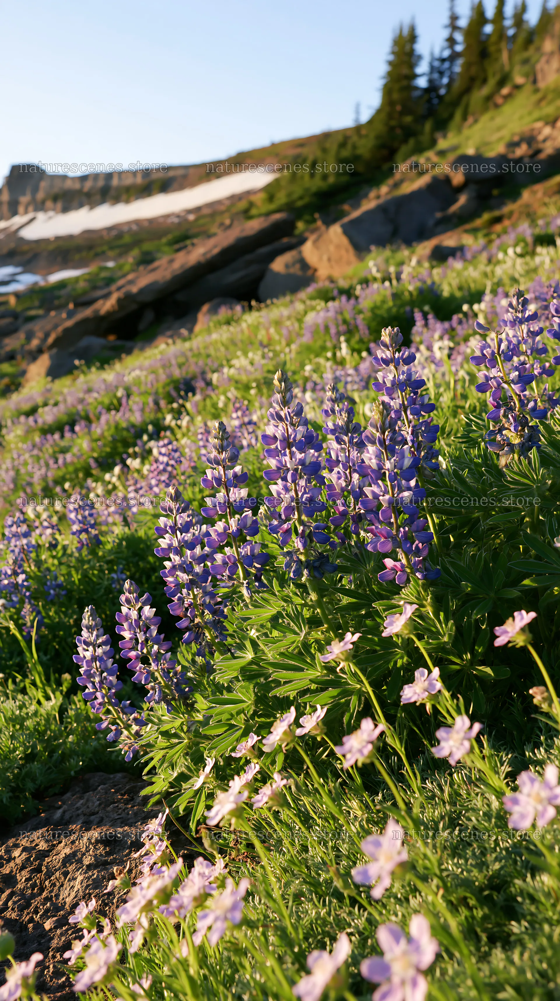 Meadow with boulders and wildflowers during sunset – nature scenes 5938x10608
