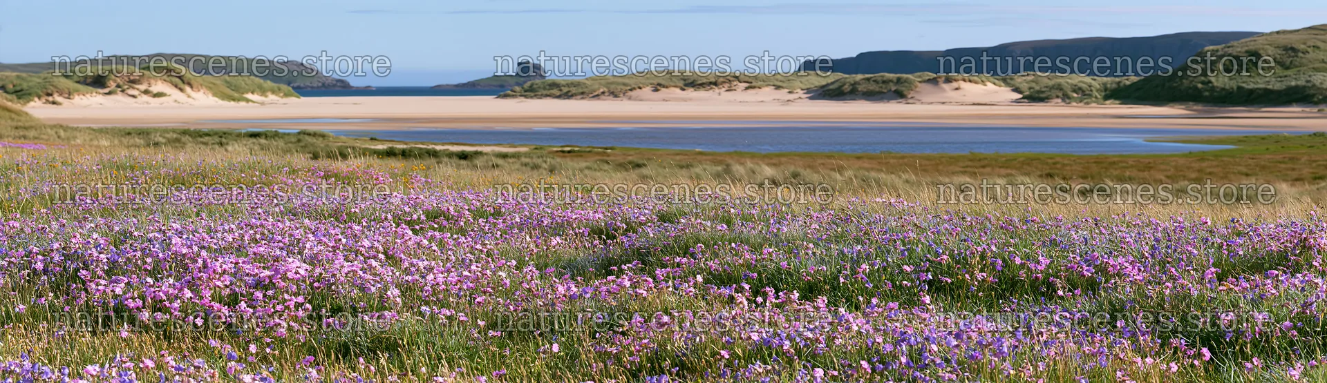 Campion bellflower meadow by the coast in summer – nature scenes 14762x4268