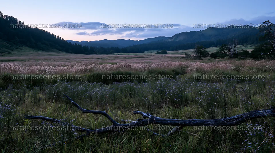 Yamagata rewilded meadow fallen branch foreground in evening light – nature scenes 10608x5938