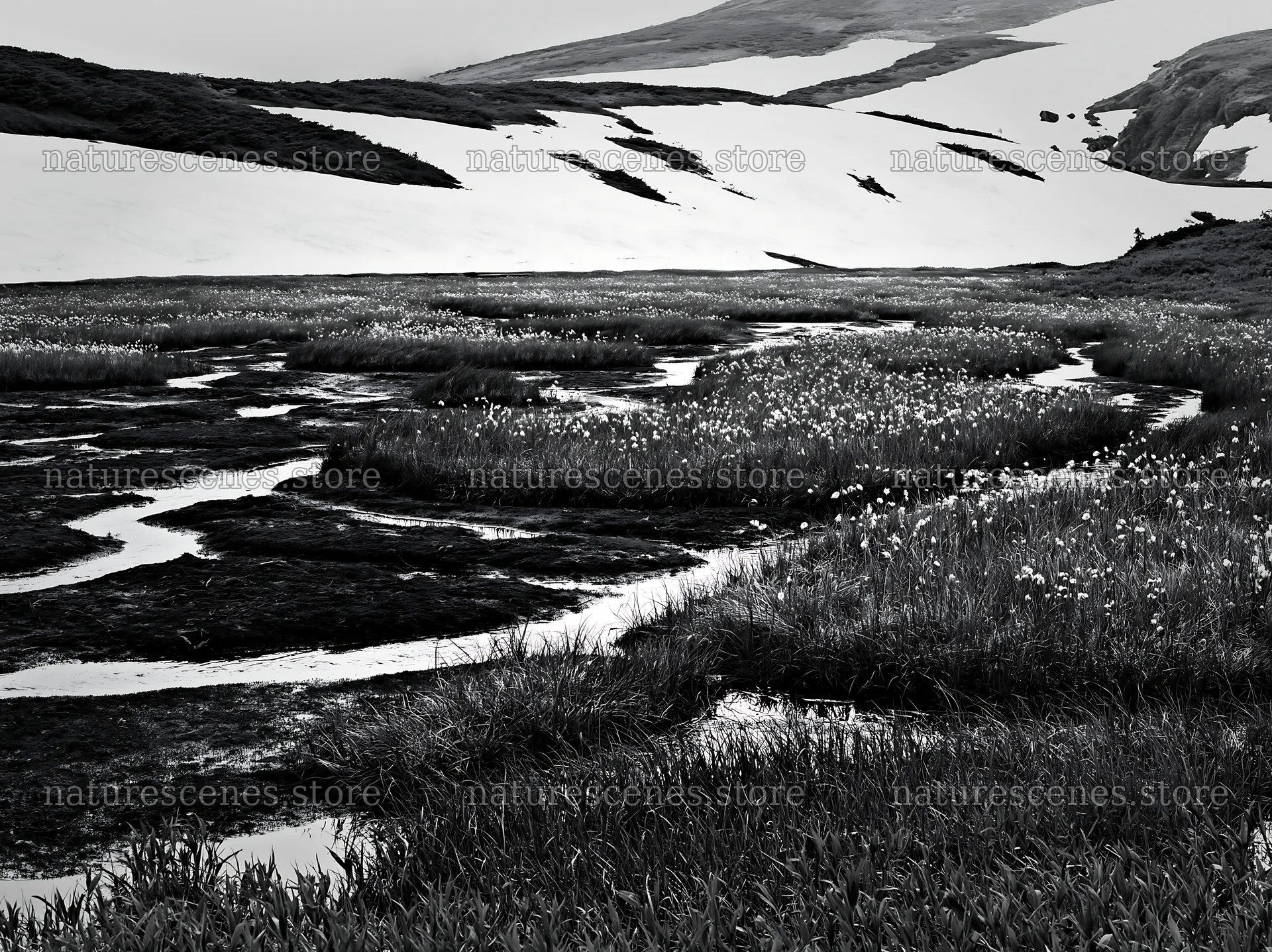 Akita snowmelt meadow with silver grasses in springtime – nature scenes 9174x6866
