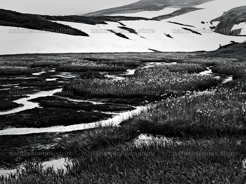Akita snowmelt meadow with silver grasses in springtime – nature scenes 9174x6866
