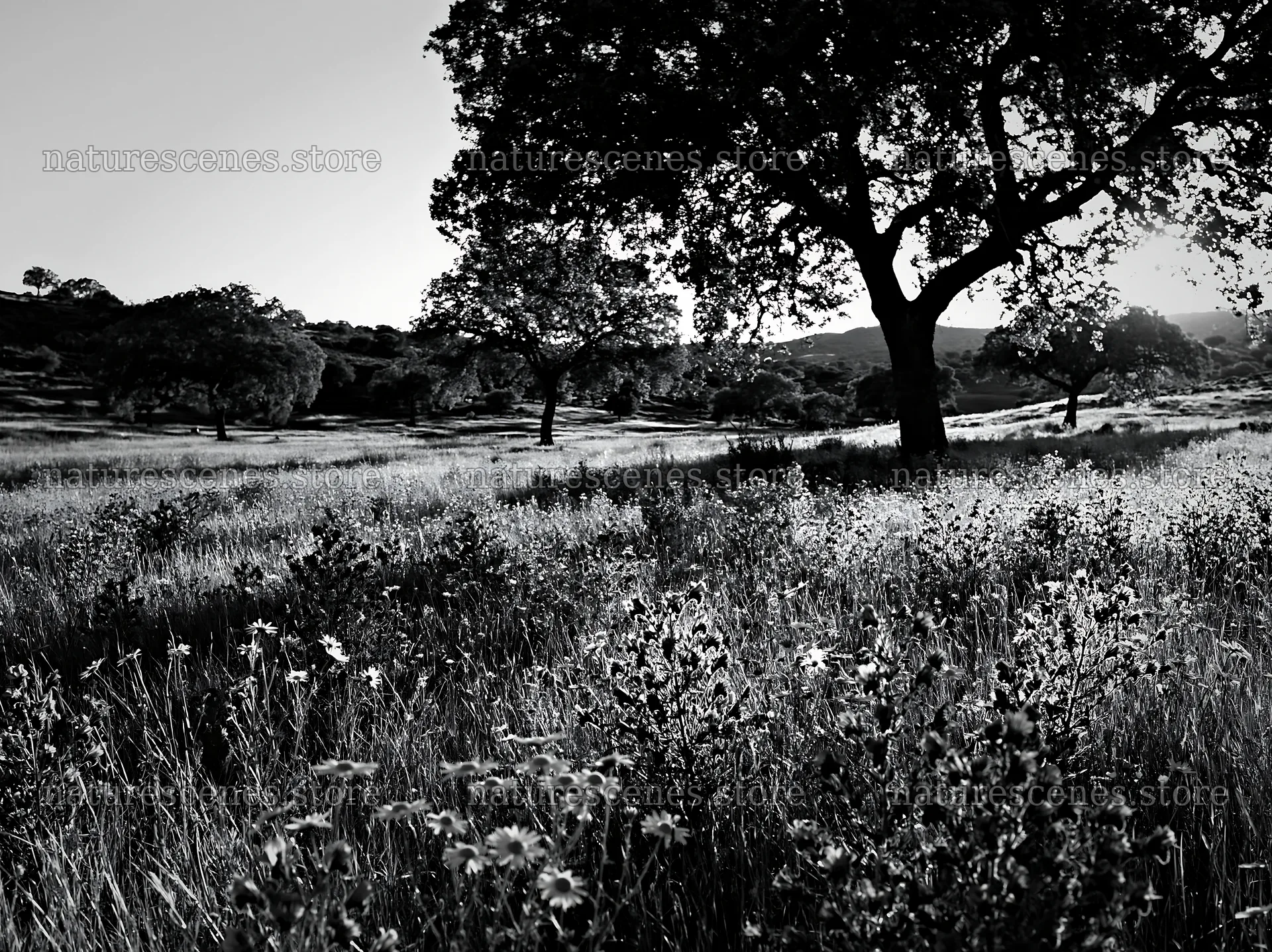 Regenerative meadow with trees and wildflowers at sunset – nature scenes 9174x6866