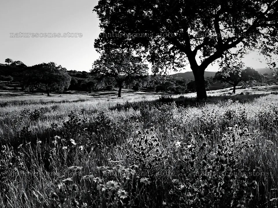 Regenerative meadow with trees and wildflowers at sunset – nature scenes 9174x6866