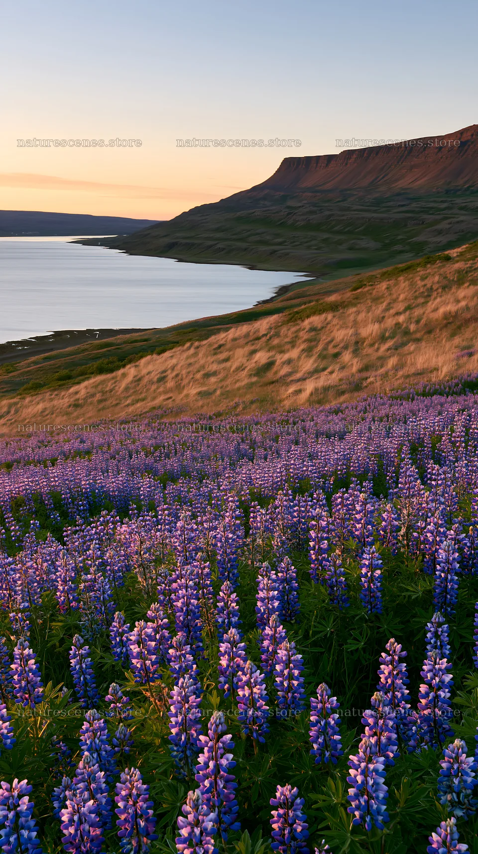 Lupin meadow foreground copy space with sunset over water – nature scenes 5938x10608