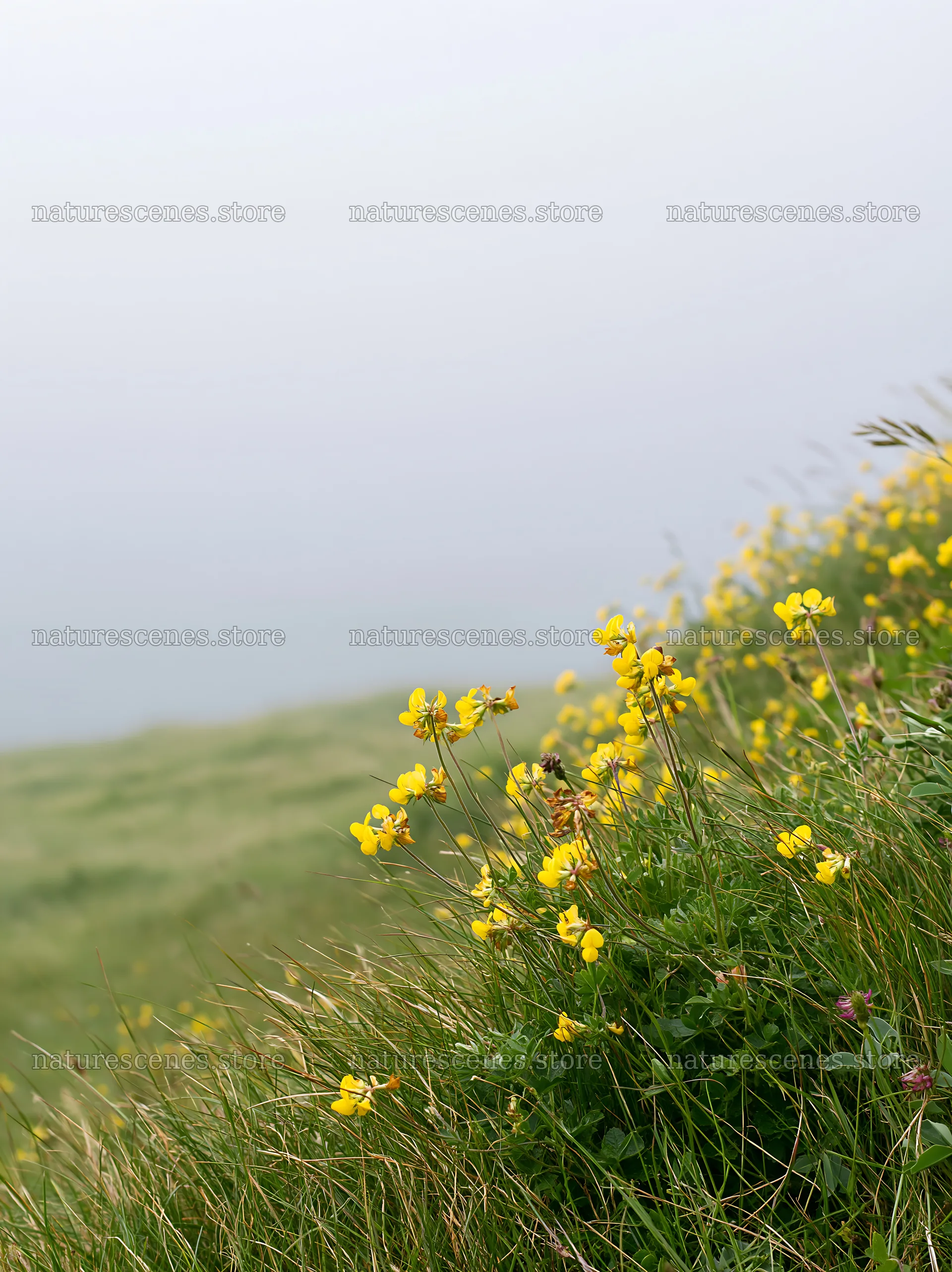 Clifftop meadow with yellow flowers and foggy background – nature scenes 6866x9174