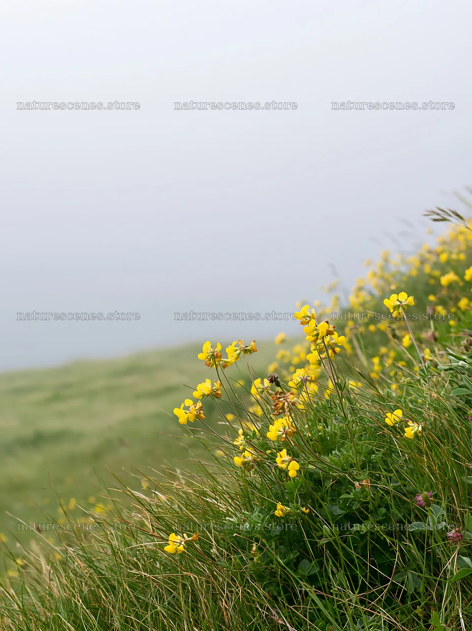 Clifftop meadow with yellow flowers and foggy background – nature scenes 6866x9174