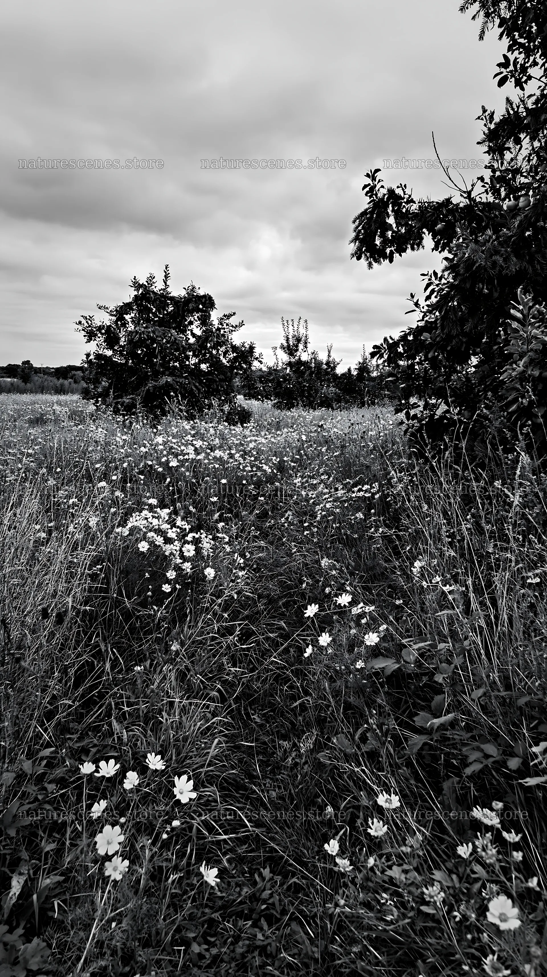 Meadow with apple trees and wildflowers in black and white – nature scenes 5938x10608